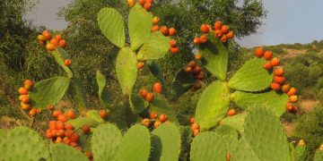 Copándaro, único productor de tuna en Michoacán