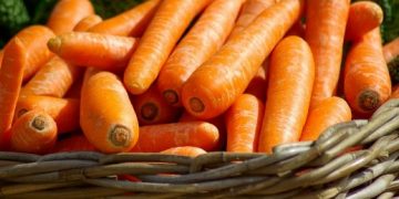 Produce Michoacán 6 mil 262 toneladas anuales de zanahoria