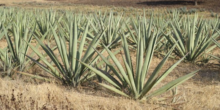 Michoacán, 5° productor nacional de agave mezcalero