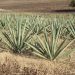 Michoacán, 5° productor nacional de agave mezcalero