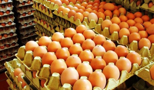 Produce Michoacán cerca de 19 mil toneladas de huevo