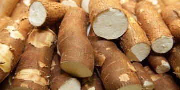 Jungapeo da 2° lugar a Michoacán en producción de yuca