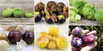 Produce Michoacán casi 45 mil toneladas de tomate verde