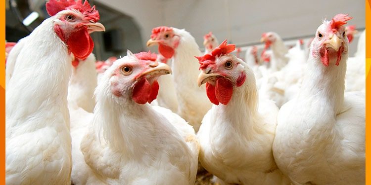 Produce Michoacán más de 177 mil toneladas de pollo en pie y canal