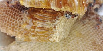 Michoacán exporta cerca de mil toneladas de miel