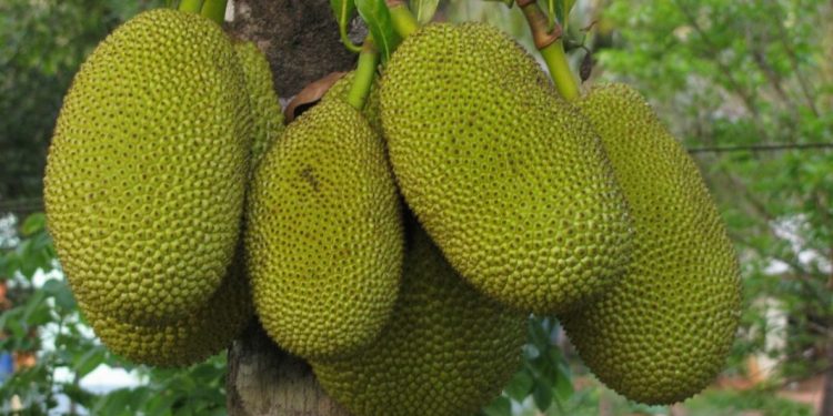 Michoacán, quinto lugar nacional en producción de yaca