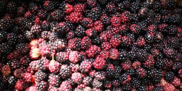 Se sumaron 285 hectáreas de frutillas a Agricultura Sustentable en este 2021