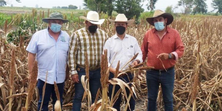Profunda huella deja Agricultura Sustentable en el agro michoacano