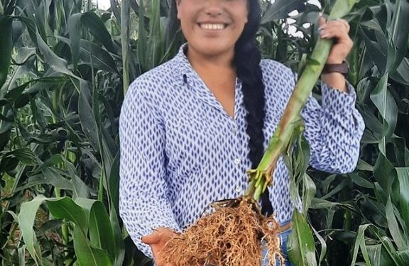Agricultura Sustentable logra excelente desarrollo radicular en maíz