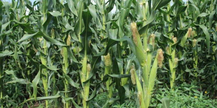 Agricultura Sustentable, legado para Michoacán sin costos ambientales