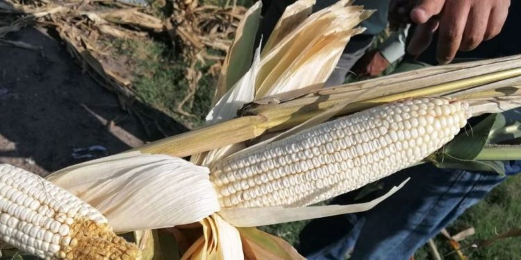 Con experiencias exitosas, en Zacapu se celebrará el Día del Maíz