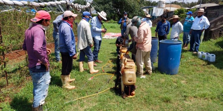 Establecen en Ziracuaretiro parcelas de zarzamora con Agricultura Sustentable
