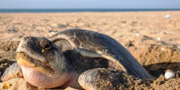 Promoción turística con responsabilidad para la conservación del patrimonio: Roberto Monroy García