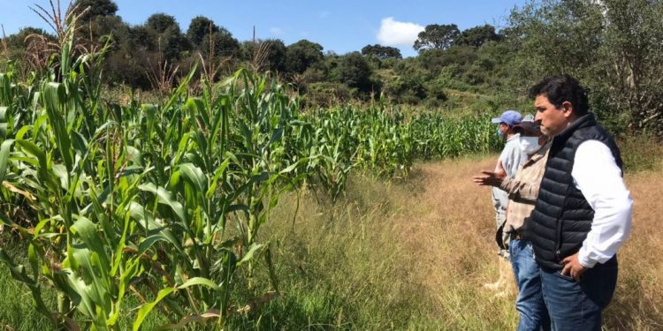 Inicia programa para campos libres de plagas en zonas rurales de Morelia