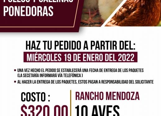 Disponibles paquetes de pollos y gallinas ponedoras