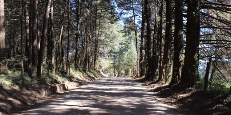 Riqueza y variedad en producción ofrece la zona sur de Morelia