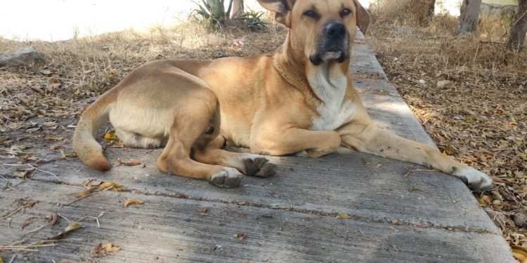 Esterilizaciones a mascotas continúa en Morelia