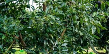 Notifica Estados Unidos a México suspensión temporal de envíos de aguacate de Michoacán