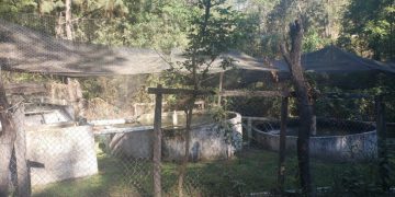 Inicia programa de “Capacitación en Buenas Prácticas Acuícolas y Ahumado de Trucha”