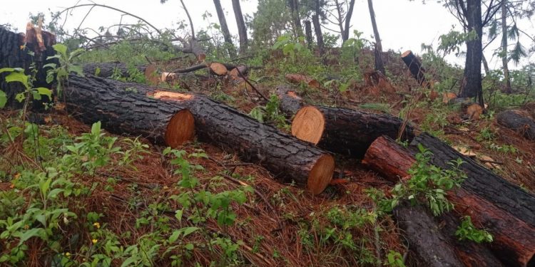 SSP y GN aseguran 98 rollos de madera presuntamente procedentes de tala ilegal, en Zitácuaro