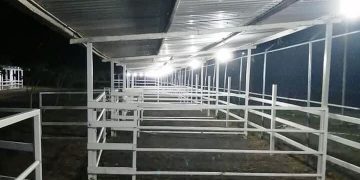 En Expo Apatzingán vuelve la espectacular Exposición Ganadera con animales de Registro Certificado