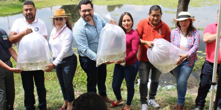 Siembra Gobierno de Tarímbaro 10 mil alevines de carpa en laguna de Santa María