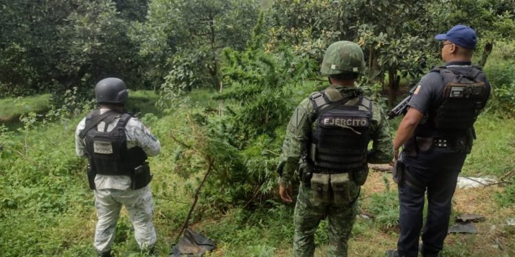 En Uruapan, SSP, Sedena y GN destruyen plantío de marihuana