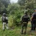 En Uruapan, SSP, Sedena y GN destruyen plantío de marihuana