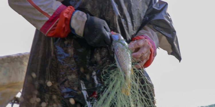 Michoacán, tercer lugar nacional con mayor nivel de ocupación laboral