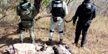 A través de la BOI, SSP localiza y destruye campamento ilícito en Aguililla