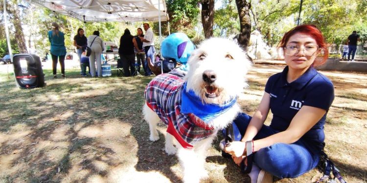 Invita CAA a evitar compra de mascotas como regalos navideños