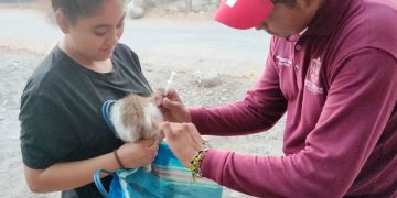 Con éxito termina la campaña de vacunación anti rábica en Apatzingán