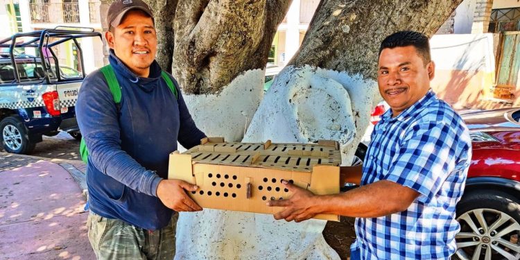 Gobierno de Juárez entrega paquetes de pollos doble propósito