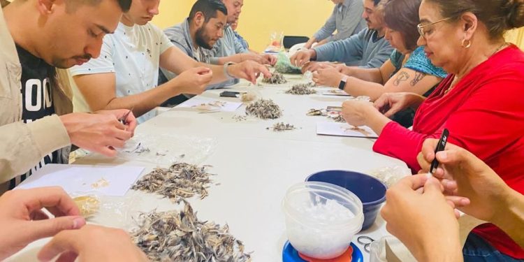 Impulsa IAM técnica de arte plumario sobre cera figurativa