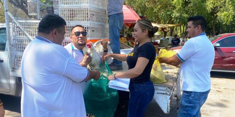 La Regidora Julisa Farías realiza masiva entrega de Gallinas en el Valle de Apatzingán y Parácuaro