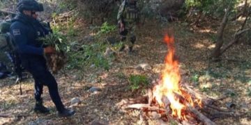 Guardia Civil y Sedena localizan y calcinan 69 plantas de marihuana; en Parácuaro