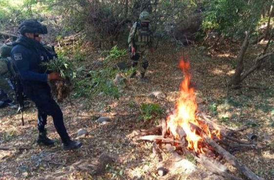 Guardia Civil y Sedena localizan y calcinan 69 plantas de marihuana; en Parácuaro