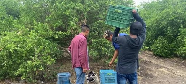 Limoneros y cortadores de limón demandan seguridad como los tortilleros de Uruapan ante extorsiones