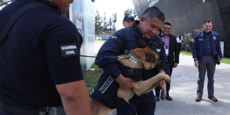 Desde Hungría: Ciki y Diego, caninos detectores de narcóticos, se suman a la operatividad de la Guardia Civil Michoacán