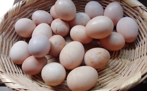 Sader fomenta producción de huevo en familias de comunidades rurales