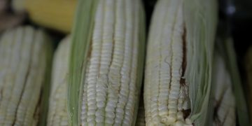 Segalmex inicia en Michoacán con acopio de maíz para pequeños productores