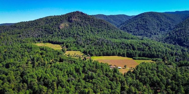 La Mariposa Monarca llega a tiempo a su cita en los bosques michoacanos