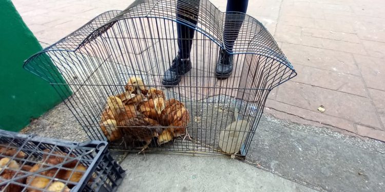 Sader entrega apoyos del programa Agrosano a familias de 19 municipios