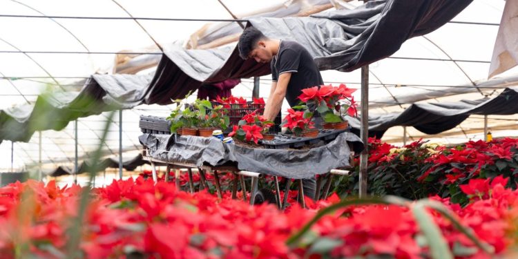 Zitácuaro pinta de Navidad cada rincón de México con la flor de Nochebuena