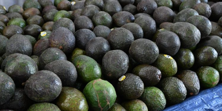 Michoacán, segundo lugar en aportación al PIB primario nacional