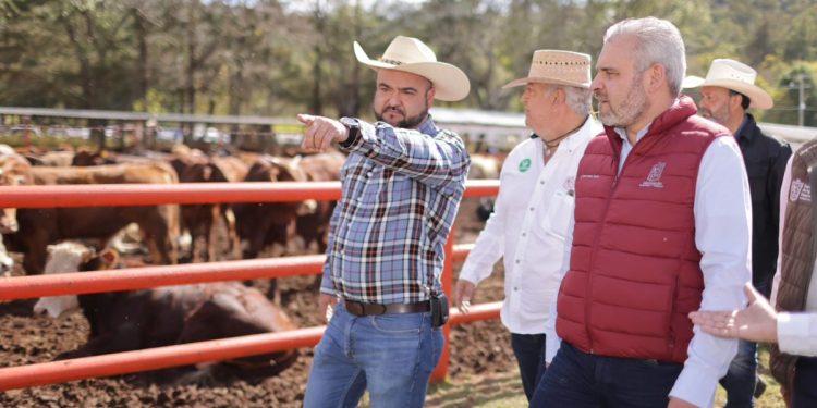 Continúa respaldo a ganaderos; Bedolla entrega apoyos a productores de Morelia