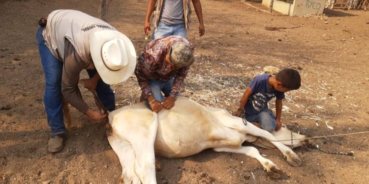 Inicia en Apatzingán revisión sanitaria de ganado bovino