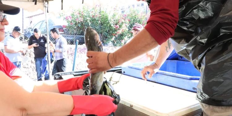 En Apatzingán hoy viernes inicia venta de pescado y marisco a bajo costo