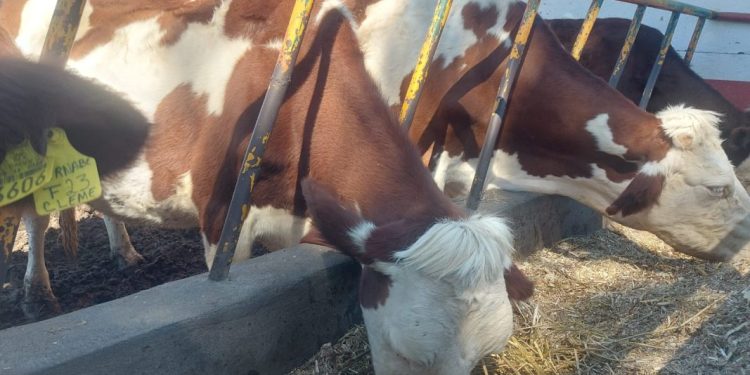 Trabajan autoridades y productores para erradicar tuberculosis bovina