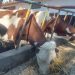 Trabajan autoridades y productores para erradicar tuberculosis bovina